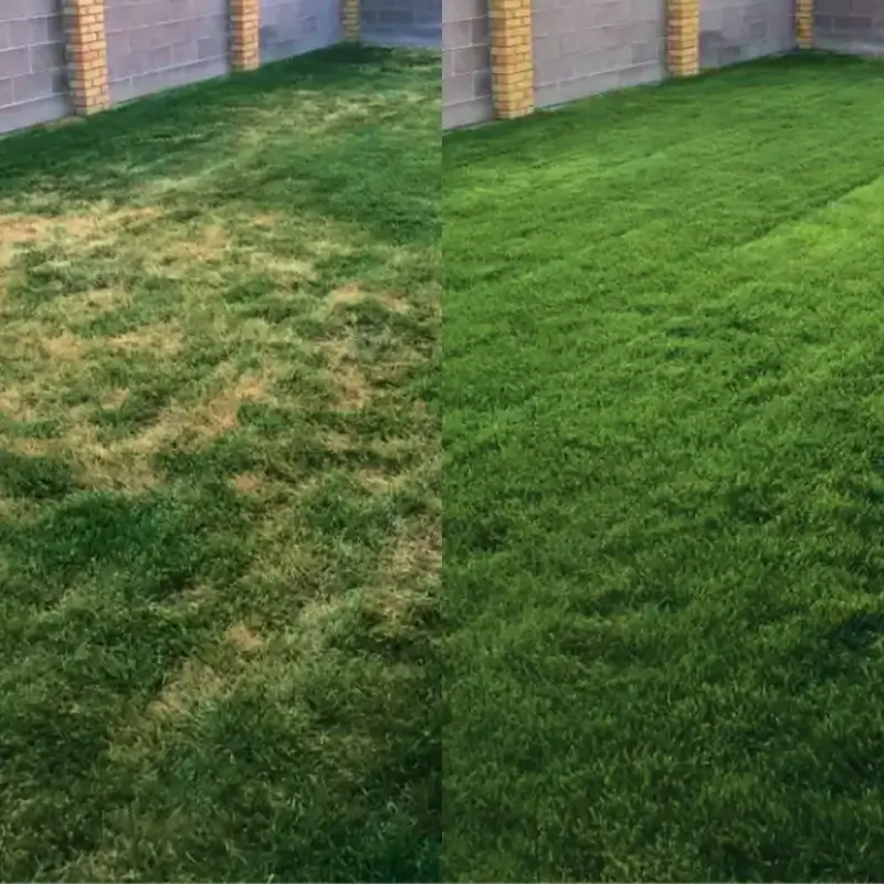 Before and after of a residential lawn showing the results of ACF-SR