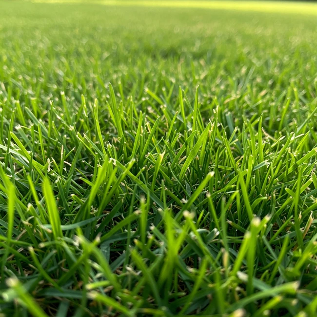 Grass and turf