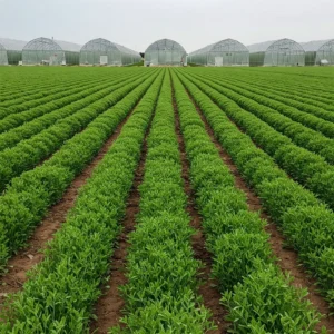 Rows of lentils growing with greenhouses in the background all treated with biosolutions provided by Velocity Green.