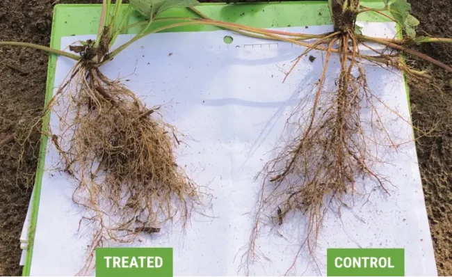 Strawberry plants showing massive root growth in the treated plants compared to the control plants