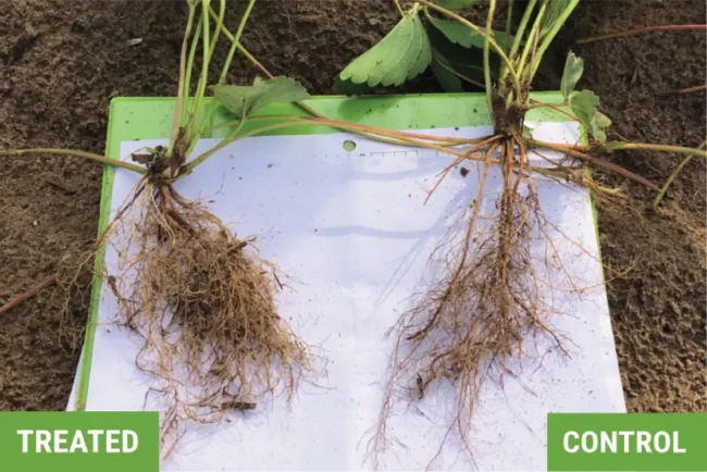 Strawberry plants showing massive root growth in the treated plants compared to the control plants