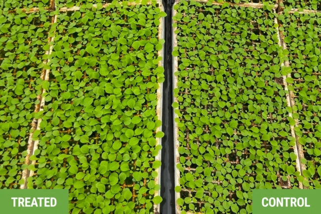 Water-bed leaf growth