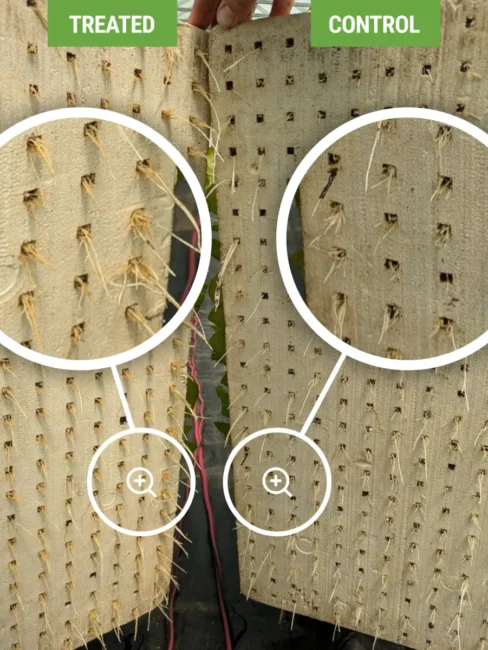 Water-bed root development