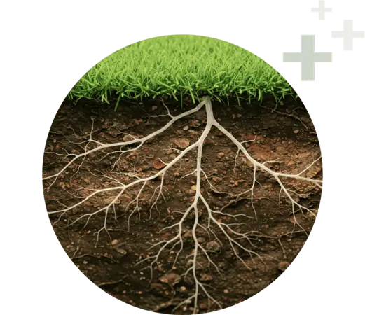 Healthy root development