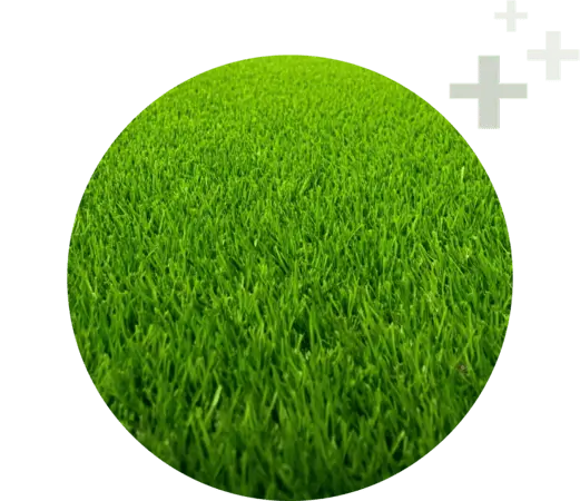 Healthy turf