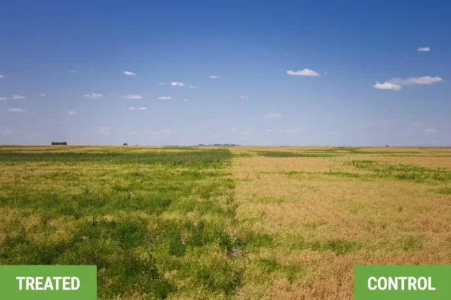 treated and control pasture