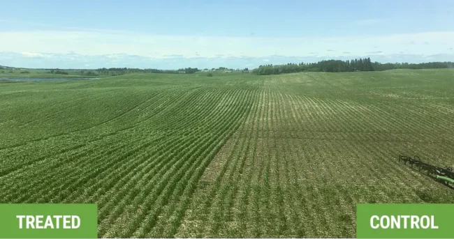 In the field, the row difference with biological treatment