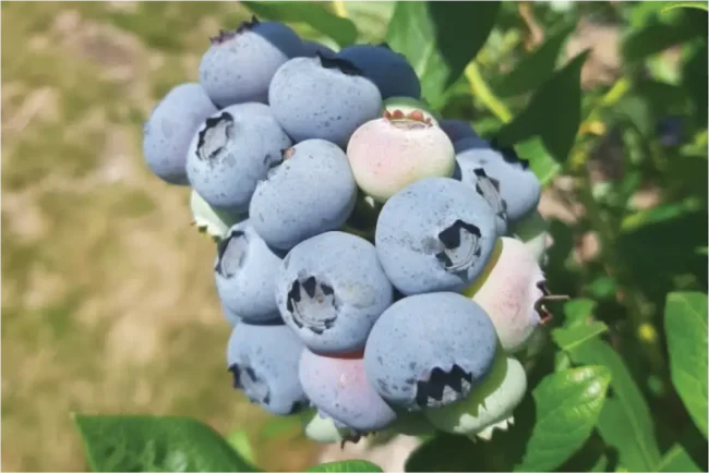 blueberries