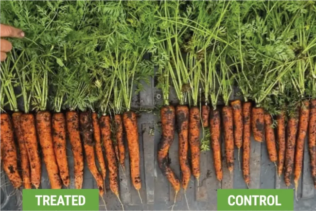 Comparison of the visible quality difference between treated & control carrots