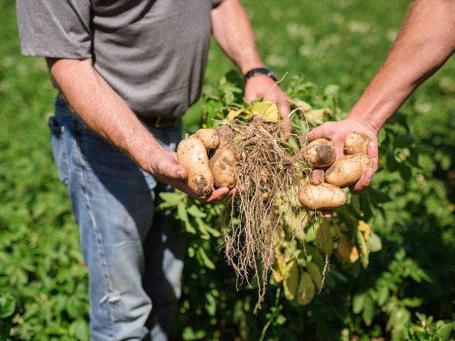 Potato harvest