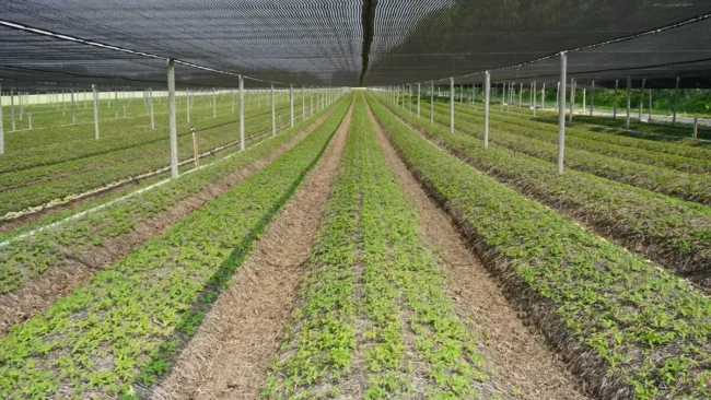 Rows of early-stage ginseng treated with biologicals