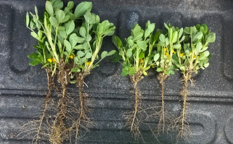 Peanuts showing massive root growth in the treated plants compared to the control plants