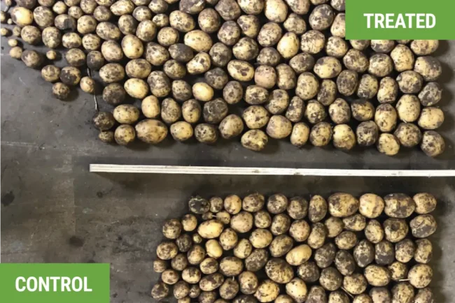 Comparison of the yield difference between treated & control potatoes