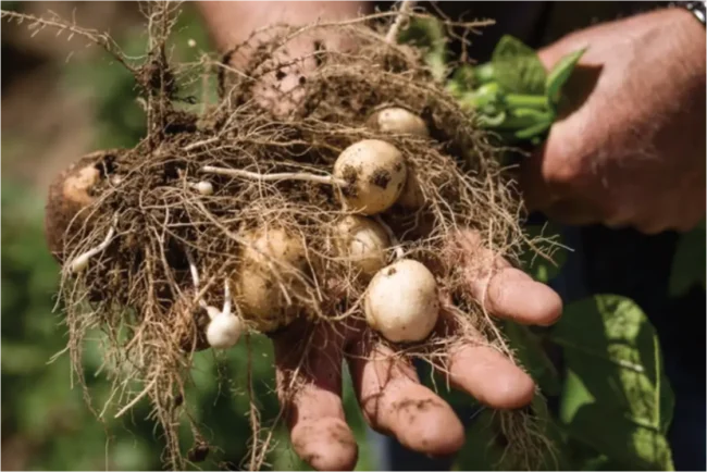 Potatoes growing in soil that was never able to produce a healthy crop