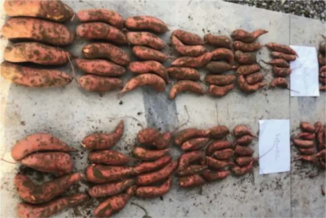 sweet potatoes yield increase