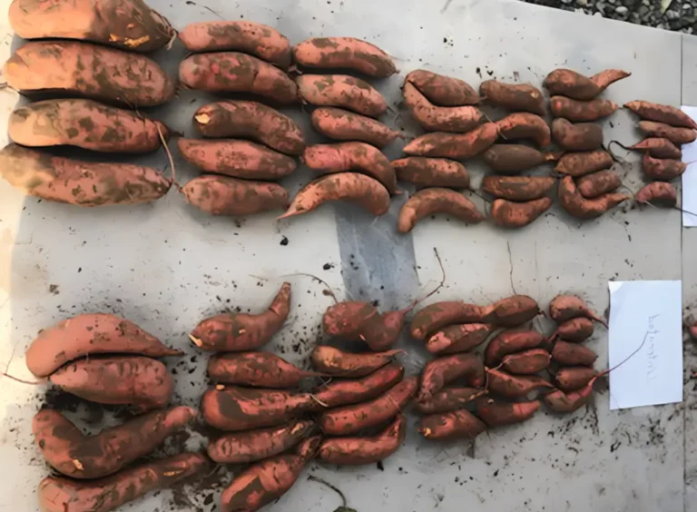sweet potatoes yield increase