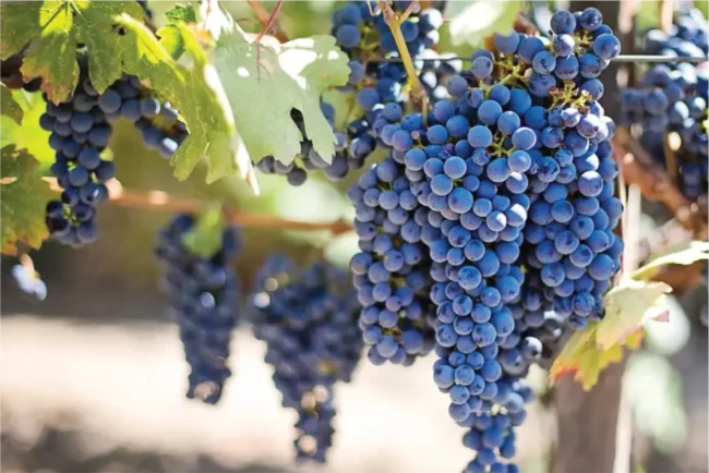 Grapes treated with ACF-SR